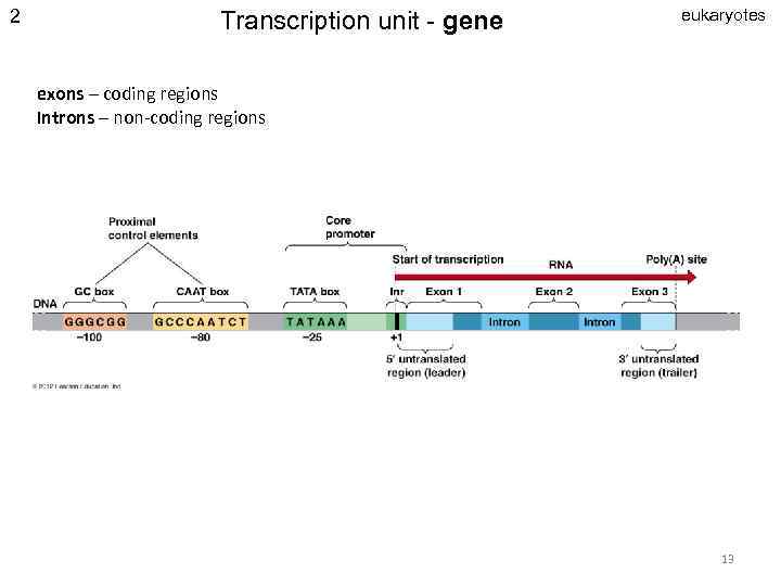 2 Transcription unit - gene eukaryotes exons – coding regions Introns – non-coding regions