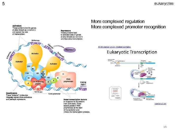 5 eukaryotes More complexed regulation More complexed promoter recognition 16 