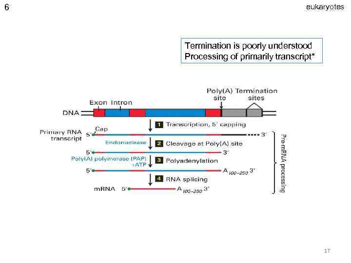 6 eukaryotes Termination is poorly understood Processing of primarily transcript* 17 