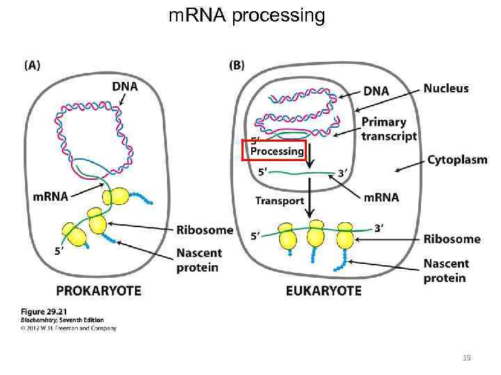 m. RNA processing 19 