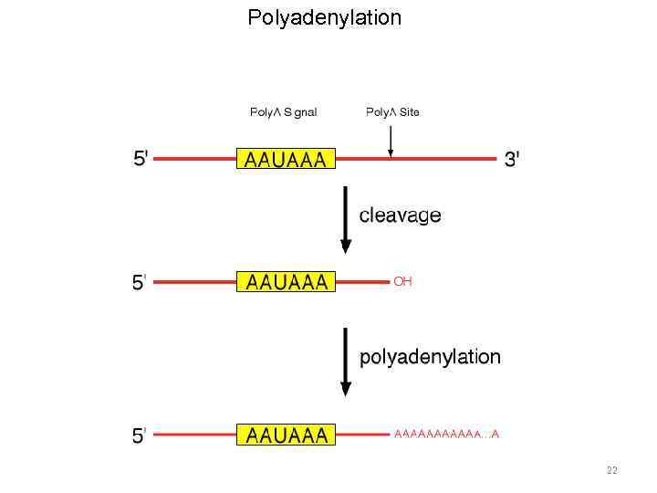 Polyadenylation 22 