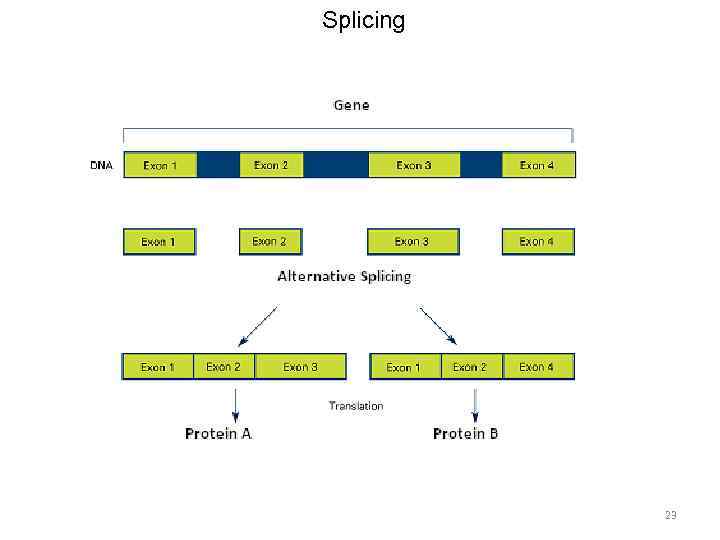 Splicing 23 