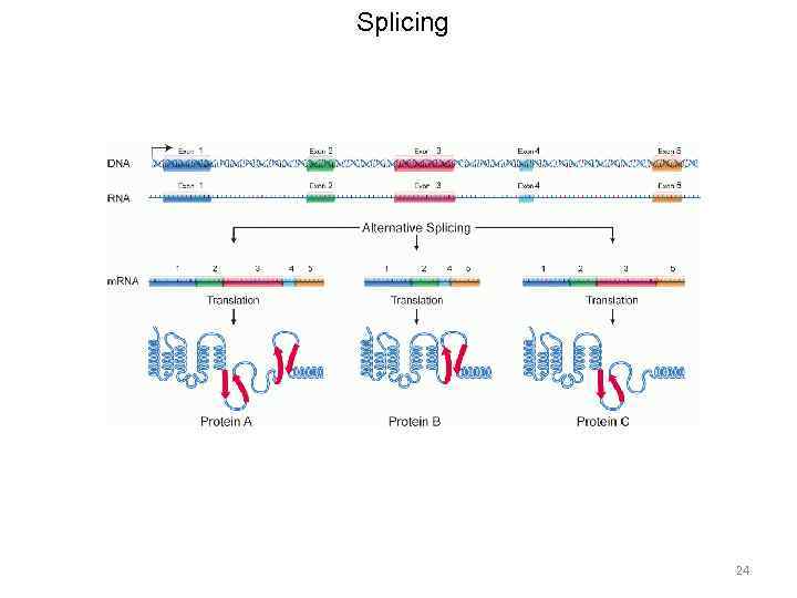 Splicing 24 