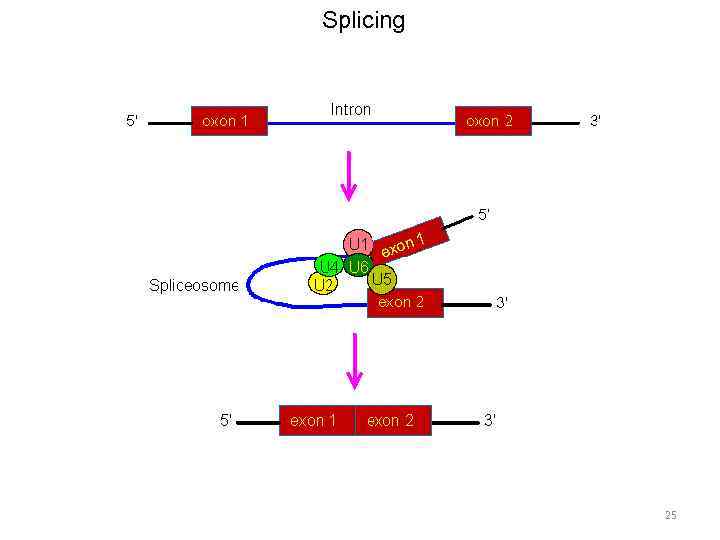 Splicing 25 