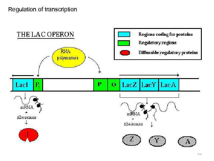 Regulation of transcription 26 