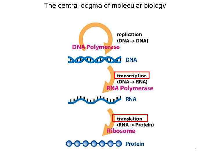 The central dogma of molecular biology 3 