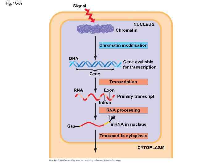 Fig. 18 -6 a Signal NUCLEUS Chromatin modification DNA Gene available for transcription Gene