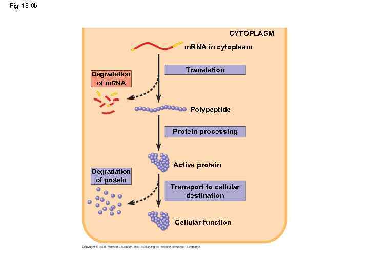 Fig. 18 -6 b CYTOPLASM m. RNA in cytoplasm Degradation of m. RNA Translation