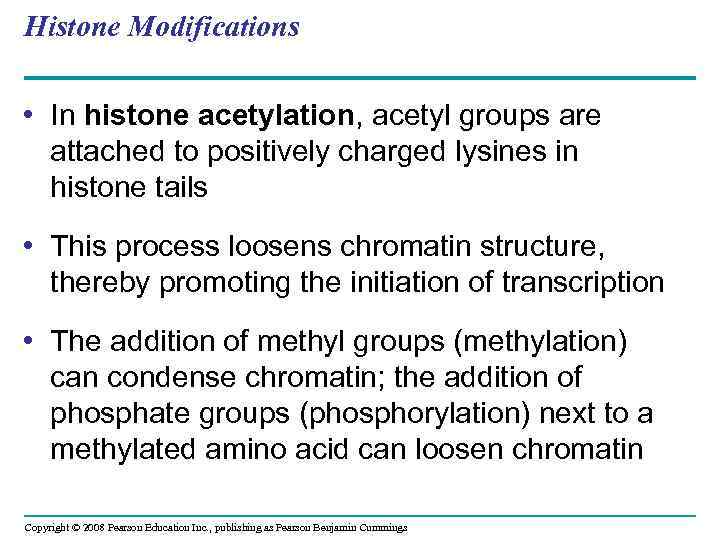 Histone Modifications • In histone acetylation, acetyl groups are attached to positively charged lysines