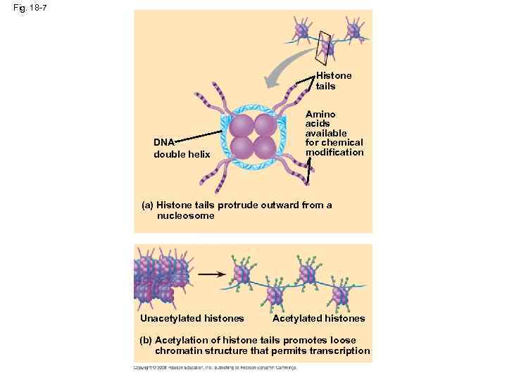 Fig. 18 -7 Histone tails DNA double helix Amino acids available for chemical modification