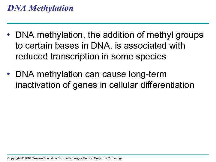 DNA Methylation • DNA methylation, the addition of methyl groups to certain bases in