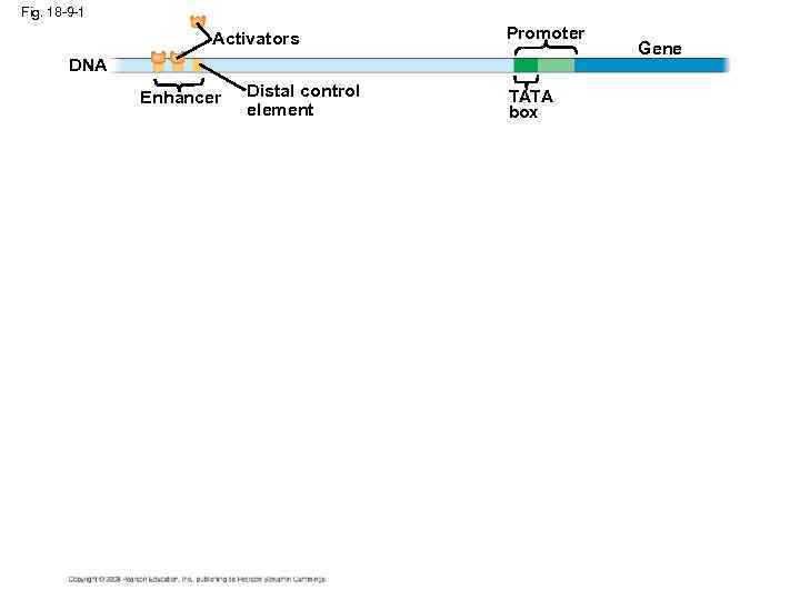 Fig. 18 -9 -1 Activators Promoter DNA Enhancer Distal control element TATA box Gene