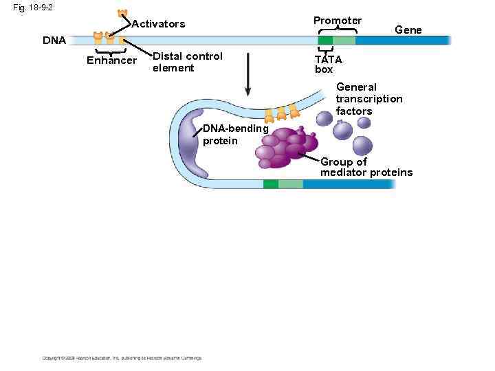 Fig. 18 -9 -2 Promoter Activators DNA Enhancer Distal control element Gene TATA box