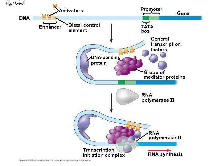 Fig. 18 -9 -3 Promoter Activators DNA Enhancer Distal control element Gene TATA box