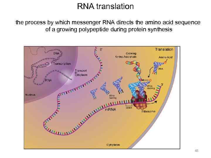 RNA translation the process by which messenger RNA directs the amino acid sequence of