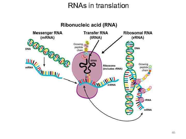 RNAs in translation 46 