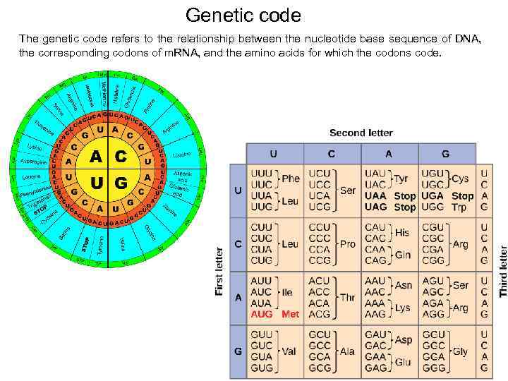 Genetic code The genetic code refers to the relationship between the nucleotide base sequence