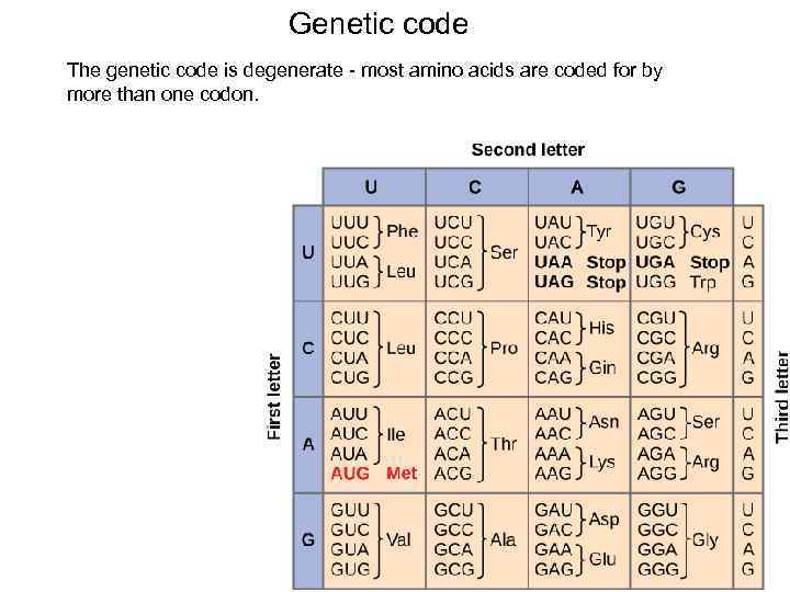 Genetic code The genetic code is degenerate - most amino acids are coded for