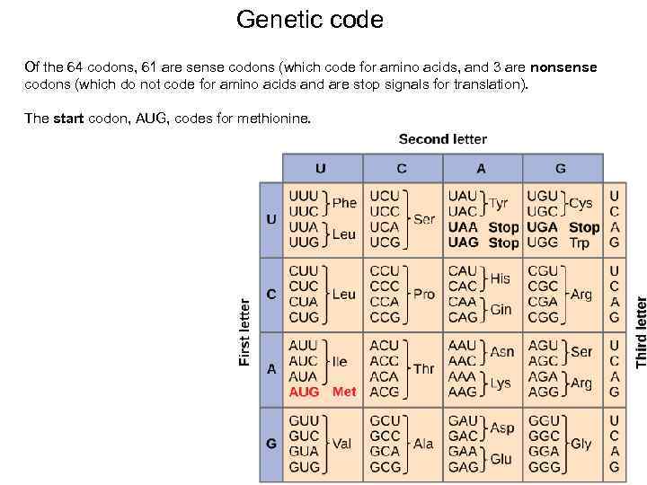 Genetic code Of the 64 codons, 61 are sense codons (which code for amino