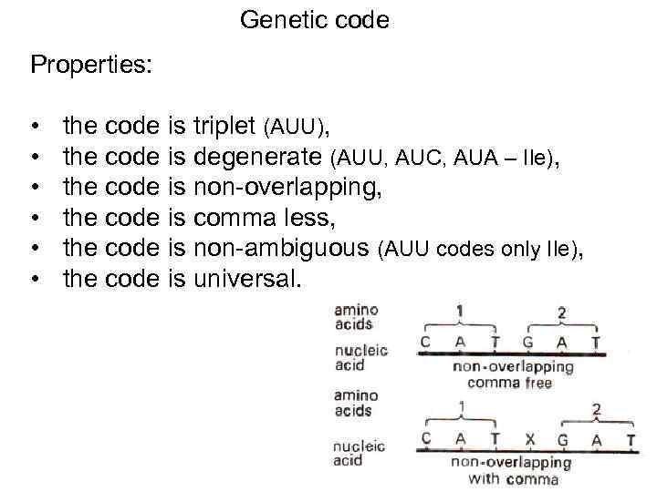 Genetic code Properties: • • • the code is triplet (AUU), the code is