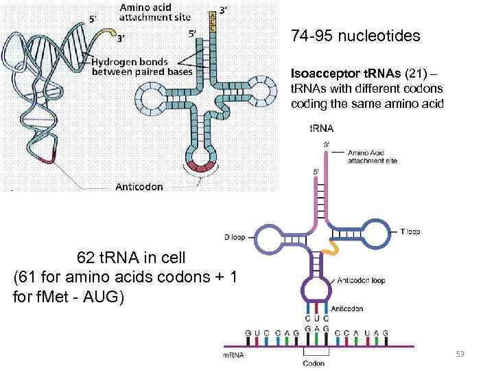 74 -95 nucleotides Isoacceptor t. RNAs (21) – t. RNAs with different codons coding