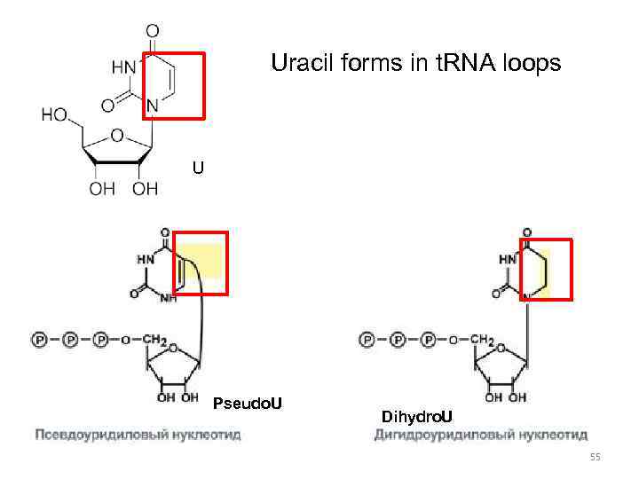 Uracil forms in t. RNA loops U Pseudo. U Dihydro. U 55 