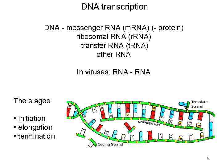 DNA transcription DNA - messenger RNA (m. RNA) (- protein) ribosomal RNA (r. RNA)