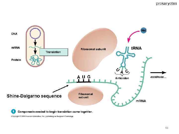 prokaryotes Shine-Dalgarno sequence 61 