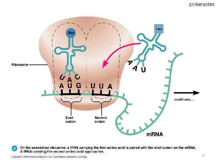 prokaryotes 62 