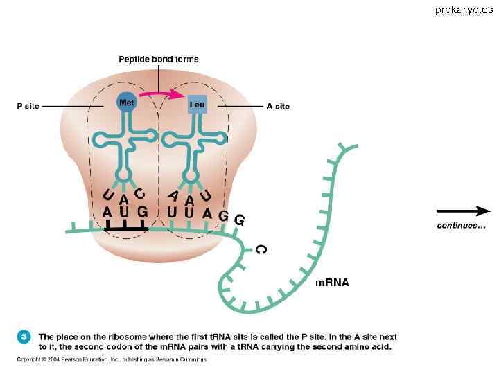 prokaryotes 63 