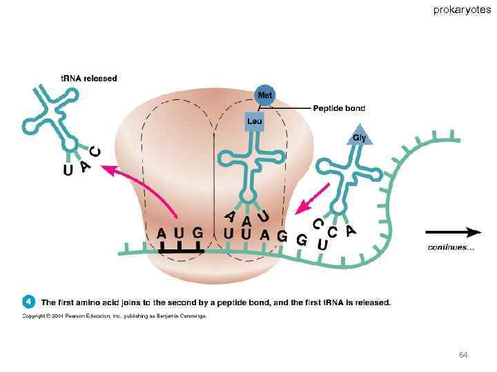 prokaryotes 64 