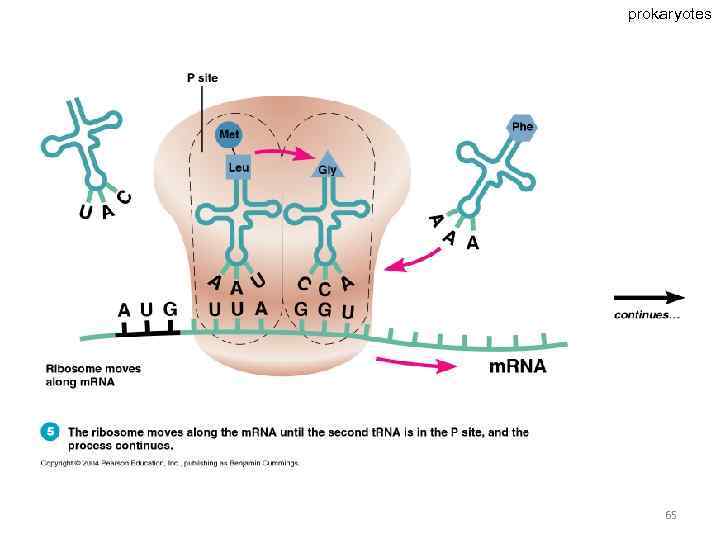 prokaryotes 65 