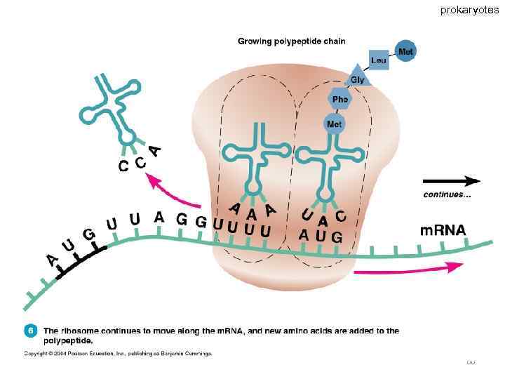 prokaryotes 66 