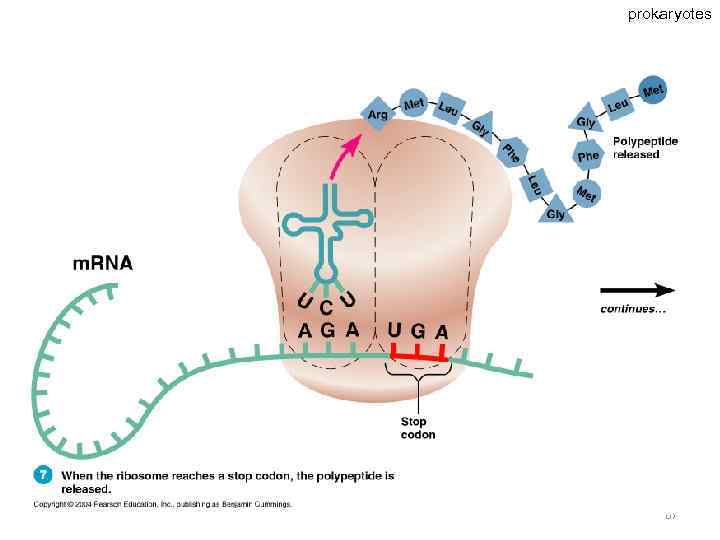 prokaryotes 67 