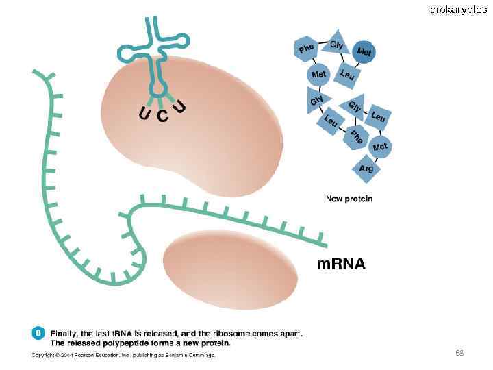 prokaryotes 68 