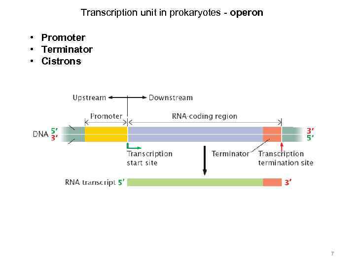 Transcription unit in prokaryotes - operon • Promoter • Terminator • Cistrons 7 