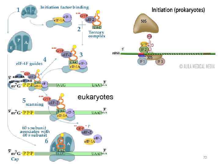 eukaryotes 72 