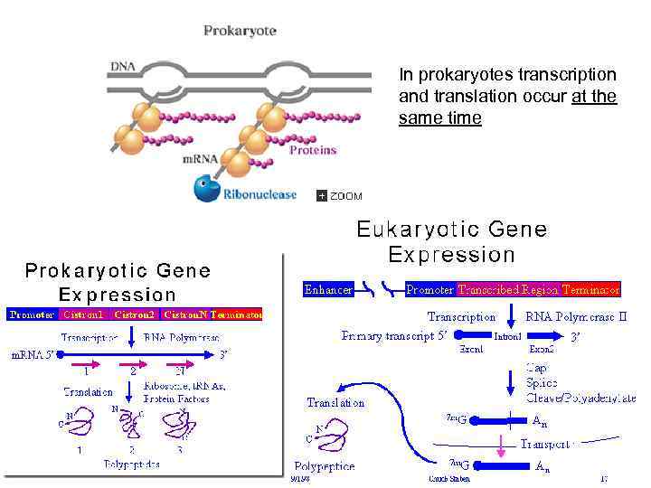 In prokaryotes transcription and translation occur at the same time 73 