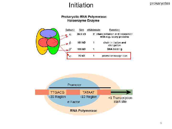 Initiation prokaryotes 9 