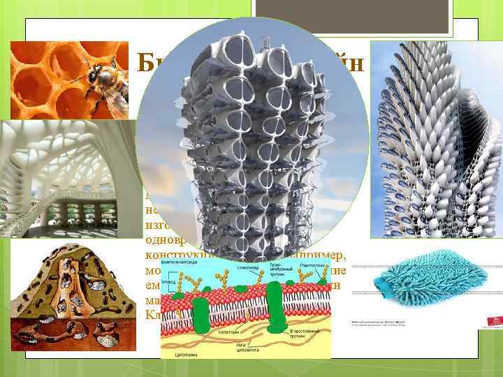 Бионика и дизайн Паутина – необычайно легкий, экономичный сетчатый материал; Пчелиные соты, воск; Муравьиное