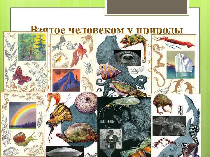 Взятое человеком у природы Человек перенял у природы очень многое, если не сказать все.