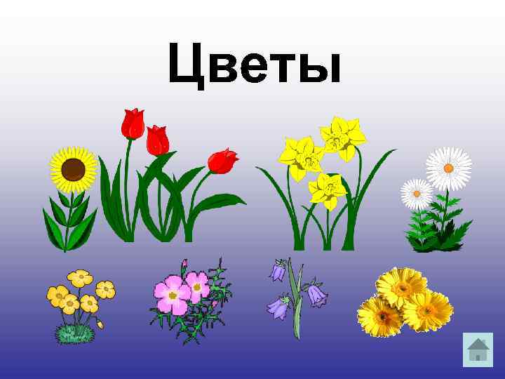 Цветы 