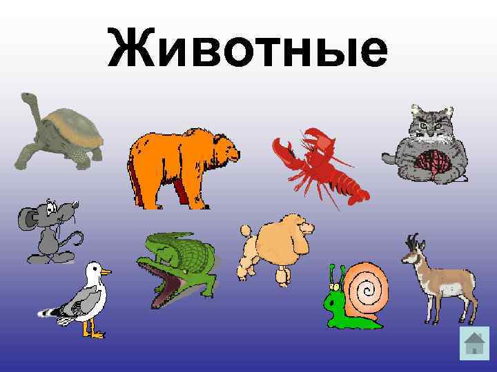 Животные 