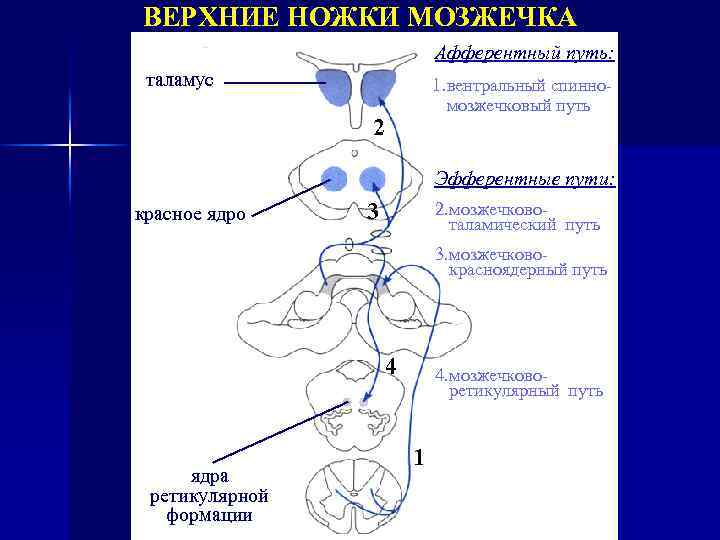 Пути мозжечка схема проводящие