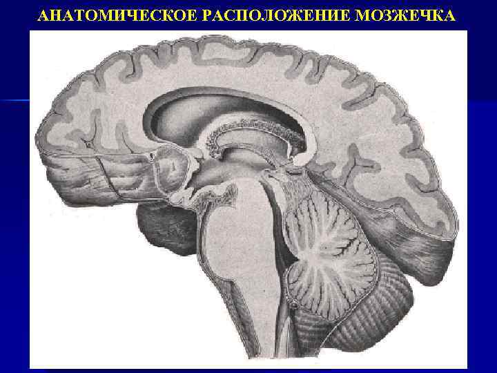 АНАТОМИЧЕСКОЕ РАСПОЛОЖЕНИЕ МОЗЖЕЧКА 