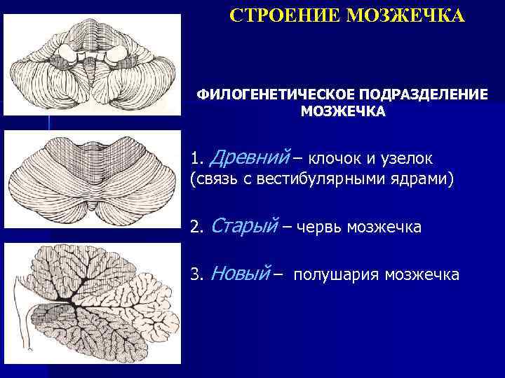 Мозжечок функции