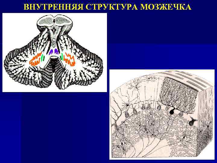 Мозжечок особенности строения