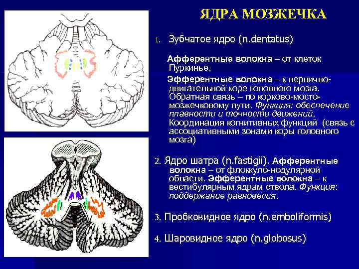Какие центры в мозжечке