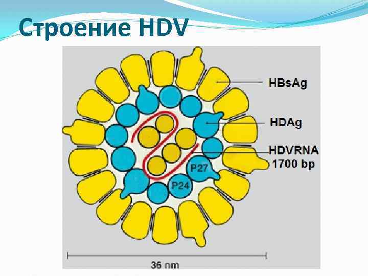 Строение HDV 