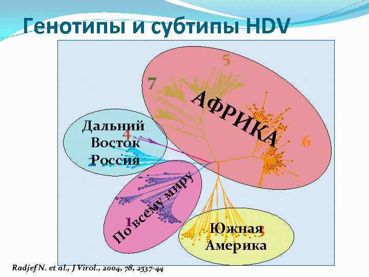 Генотипы и субтипы HDV 5 7 Дальний 4 Восток Россия 2 у м се